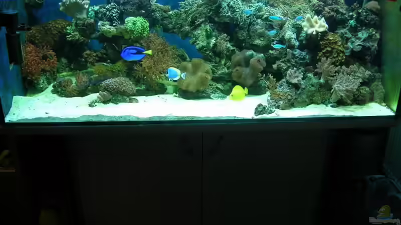 Aquarium Hauptansicht von Becken 4655 Aquarium Hauptansicht von Becken 4655