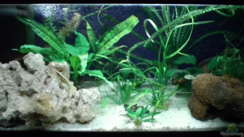 Aquarium Hauptansicht von Becken 4658 Aquarium Hauptansicht von Becken 4658