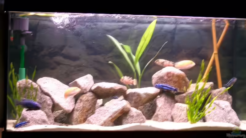 Aquarium Hauptansicht von Becken 467 Aquarium Hauptansicht von Becken 467