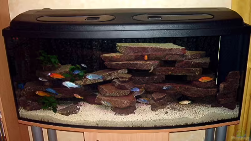 Aquarium Hauptansicht von Becken 470 Aquarium Hauptansicht von Becken 470