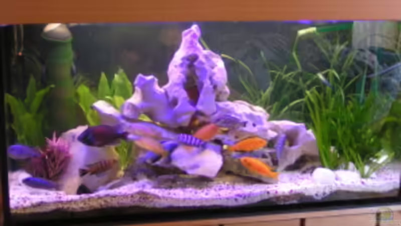 Aquarium Hauptansicht von Becken 474 Aquarium Hauptansicht von Becken 474