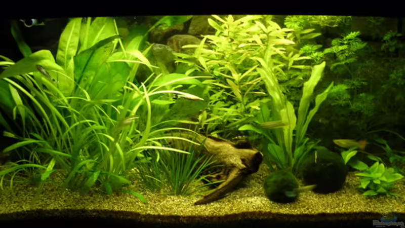 Aquarium Hauptansicht von Becken 4749 Aquarium Hauptansicht von Becken 4749