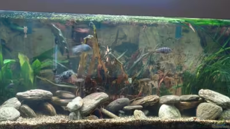 Aquarium Hauptansicht von Becken 4753 Aquarium Hauptansicht von Becken 4753