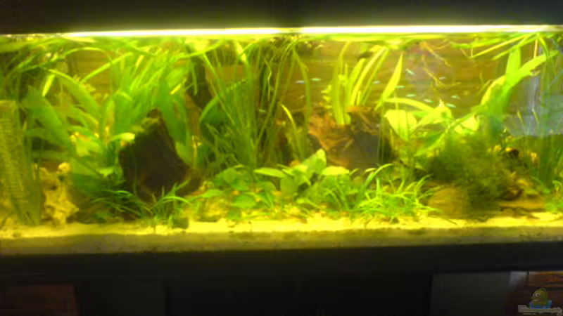 Aquarium Hauptansicht von Becken 4778 Aquarium Hauptansicht von Becken 4778