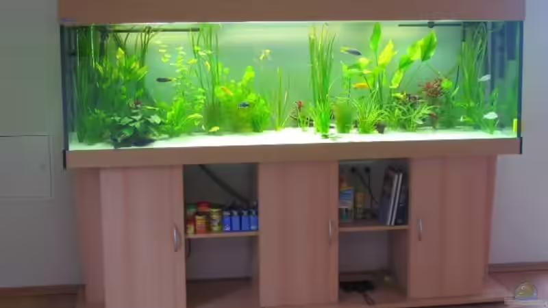 Aquarium Hauptansicht von Becken 479 Aquarium Hauptansicht von Becken 479