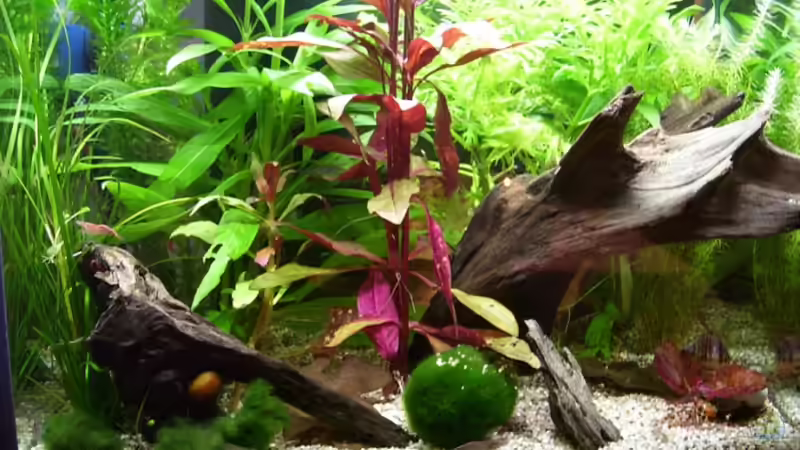 Aquarium Hauptansicht von Becken 4841 Aquarium Hauptansicht von Becken 4841