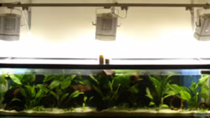 Aquarium Hauptansicht von Becken 4843 Aquarium Hauptansicht von Becken 4843