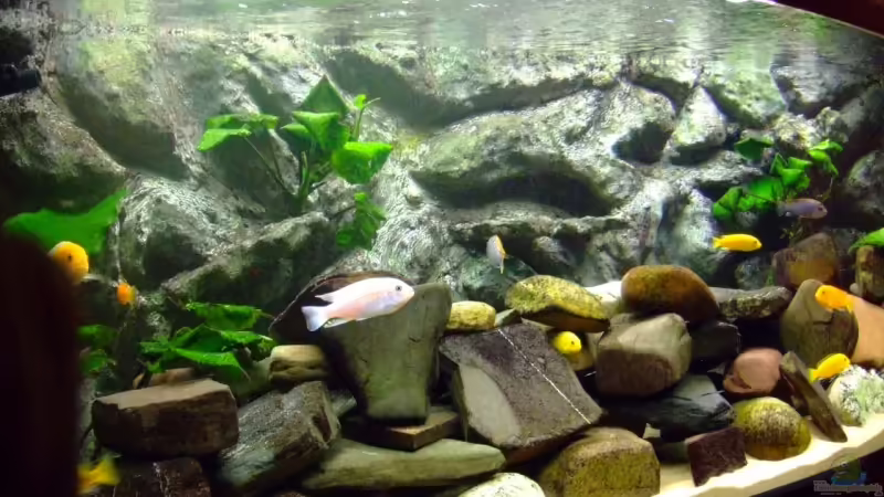 Aquarium Hauptansicht von Becken 4847 Aquarium Hauptansicht von Becken 4847