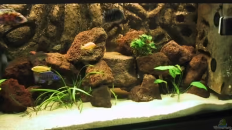 Aquarium Hauptansicht von Becken 490 Aquarium Hauptansicht von Becken 490