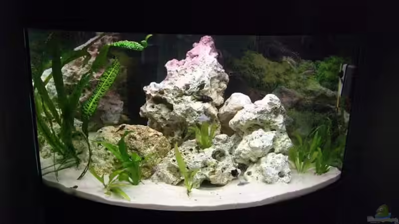 Aquarium Hauptansicht von Becken 4948 Aquarium Hauptansicht von Becken 4948