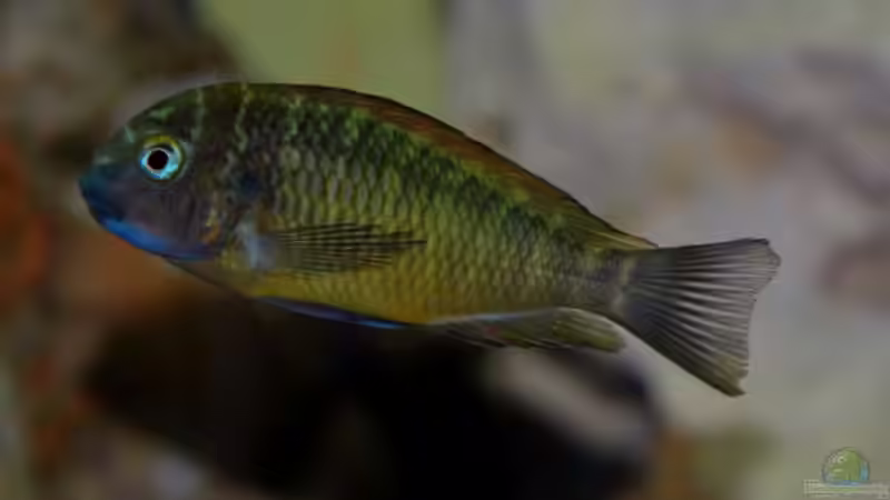 Aquarium Hauptansicht von Becken 496 Aquarium Hauptansicht von Becken 496