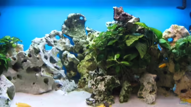 Aquarium Hauptansicht von Becken 4996 Aquarium Hauptansicht von Becken 4996