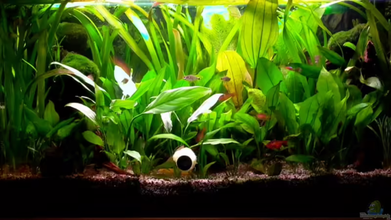 Aquarium Hauptansicht von Becken 5033 Aquarium Hauptansicht von Becken 5033