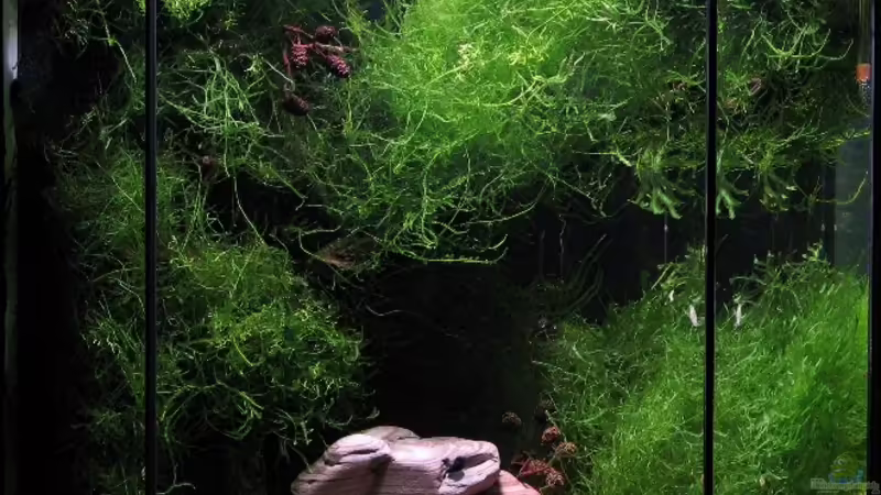 Aquarium Hauptansicht von Becken 5068 Aquarium Hauptansicht von Becken 5068