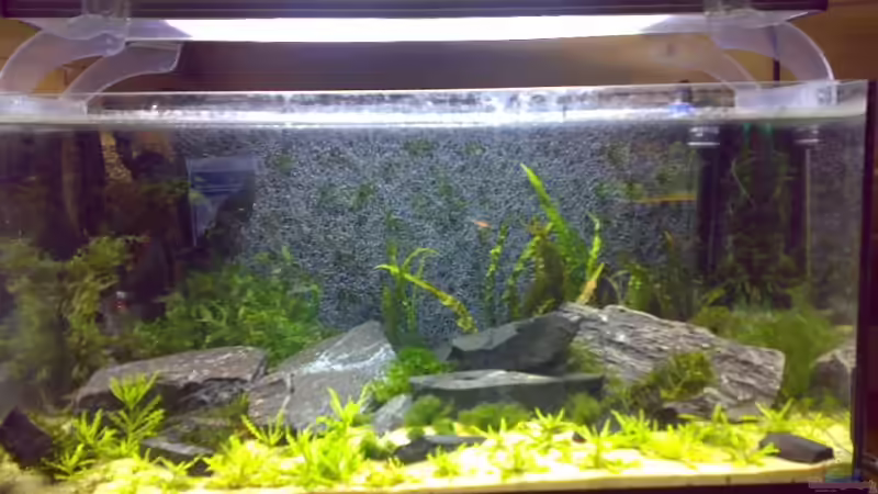 Aquarium Hauptansicht von Becken 5103 Aquarium Hauptansicht von Becken 5103