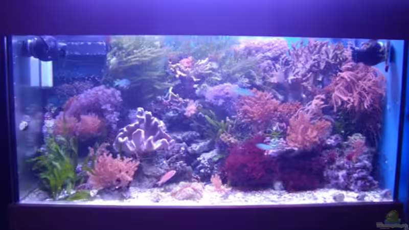 Aquarium Hauptansicht von Becken 5130 Aquarium Hauptansicht von Becken 5130