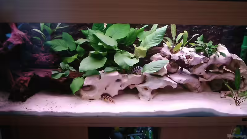 Aquarium Hauptansicht von Becken 515 Aquarium Hauptansicht von Becken 515