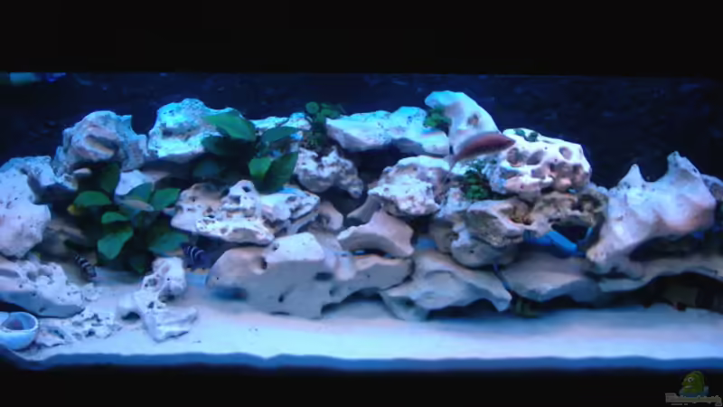 Aquarium Hauptansicht von Becken 516 Aquarium Hauptansicht von Becken 516