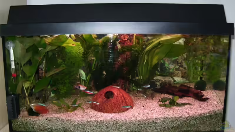 Aquarium Hauptansicht von Becken 5192 Aquarium Hauptansicht von Becken 5192