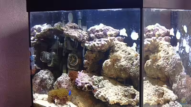 Aquarium Hauptansicht von Becken 5200 Aquarium Hauptansicht von Becken 5200