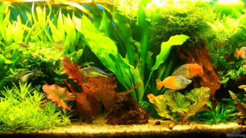 Aquarium Hauptansicht von Becken 5310 Aquarium Hauptansicht von Becken 5310