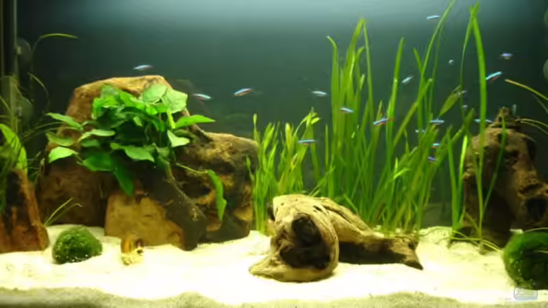 Aquarium Hauptansicht von Becken 5318 Aquarium Hauptansicht von Becken 5318