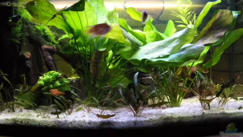 Aquarium Hauptansicht von Becken 5389 Aquarium Hauptansicht von Becken 5389