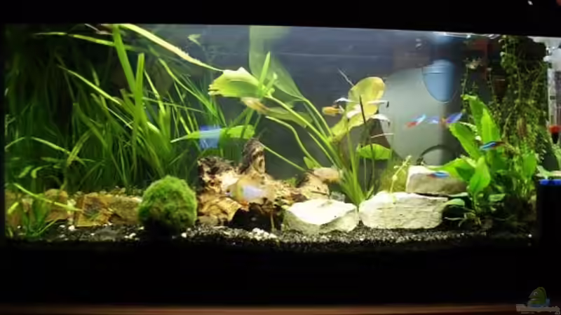 Aquarium Hauptansicht von Becken 54 L nur noch als Beispiel Aquarium Hauptansicht von Becken 54 L nur noch als Beispiel