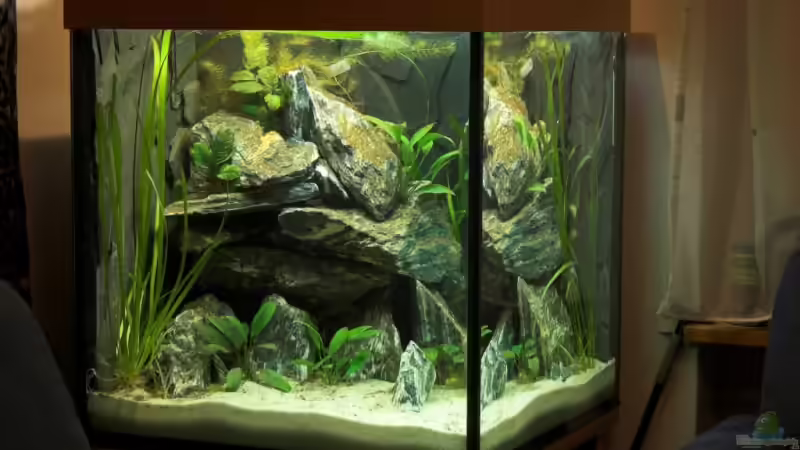 Aquarium Hauptansicht von Becken 5428 Aquarium Hauptansicht von Becken 5428