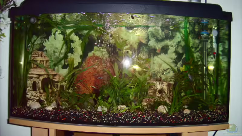 Aquarium Hauptansicht von Becken 5437 Aquarium Hauptansicht von Becken 5437