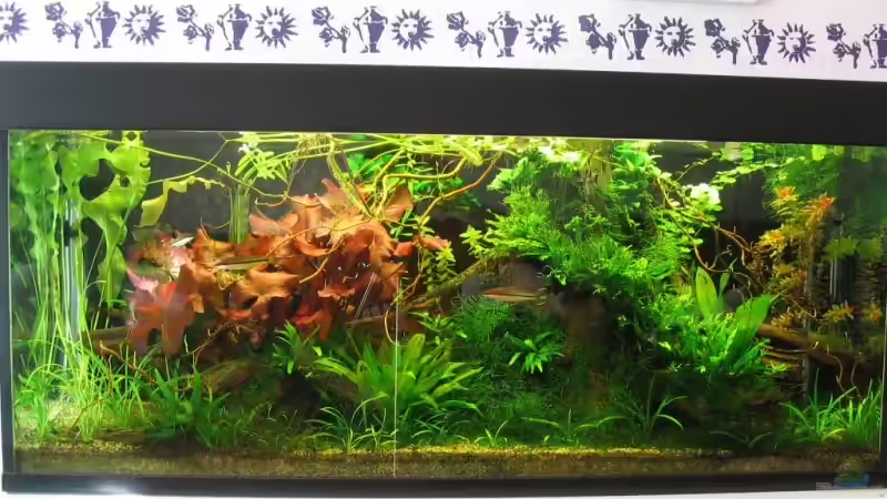 Aquarium Hauptansicht von Becken 5450 Aquarium Hauptansicht von Becken 5450