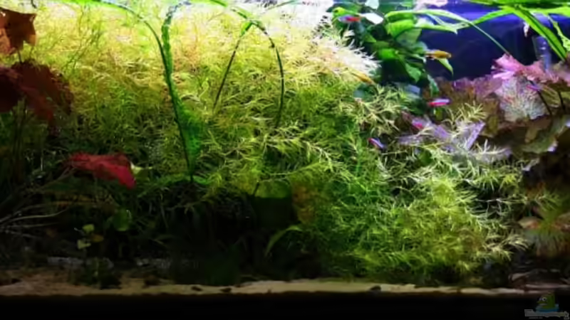 Aquarium Hauptansicht von Becken 5531 Aquarium Hauptansicht von Becken 5531