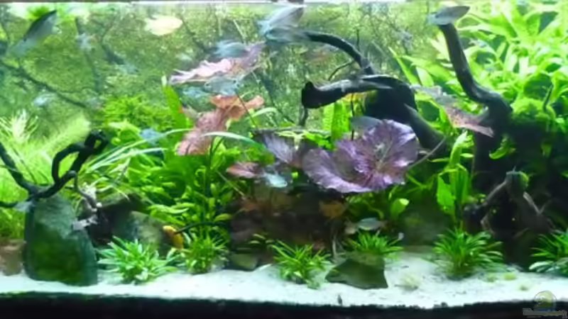 Aquarium Hauptansicht von Becken 5552 Aquarium Hauptansicht von Becken 5552