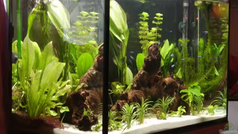 Aquarium Hauptansicht von Becken 5559 Aquarium Hauptansicht von Becken 5559