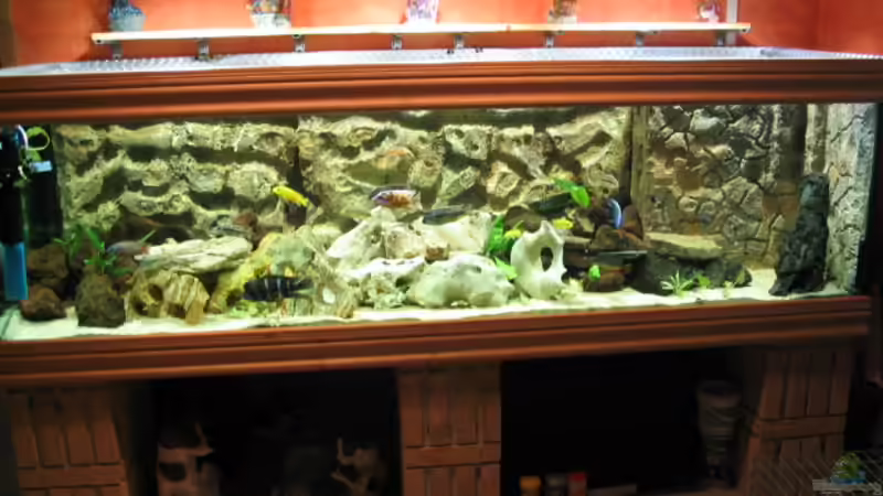 Aquarium Hauptansicht von Becken 559 Aquarium Hauptansicht von Becken 559