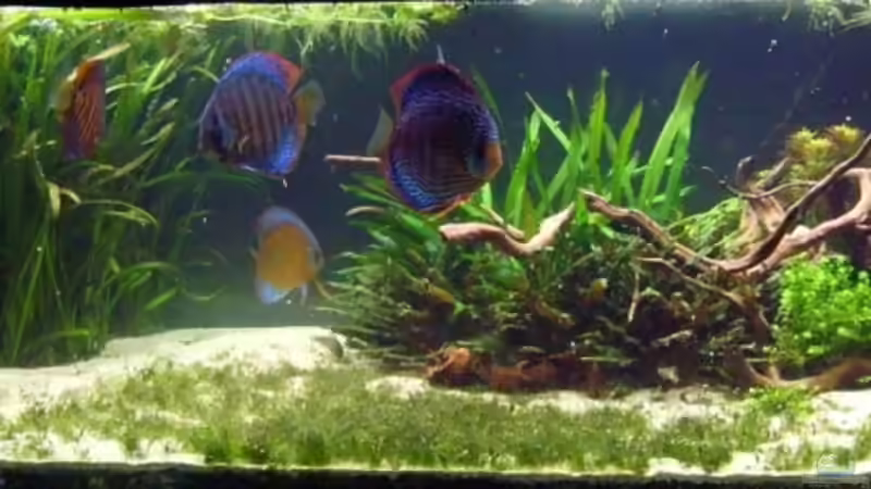 Aquarium Hauptansicht von Becken 5608 Aquarium Hauptansicht von Becken 5608