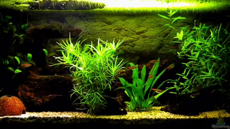 Aquarium Hauptansicht von Becken 5627 Aquarium Hauptansicht von Becken 5627