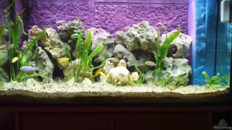 Aquarium Hauptansicht von Becken 5629 Aquarium Hauptansicht von Becken 5629