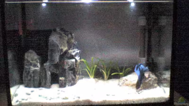 Aquarium Hauptansicht von Becken 5645 Aquarium Hauptansicht von Becken 5645