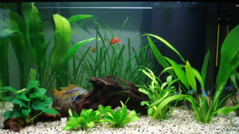 Aquarium Hauptansicht von Becken 5681 Aquarium Hauptansicht von Becken 5681