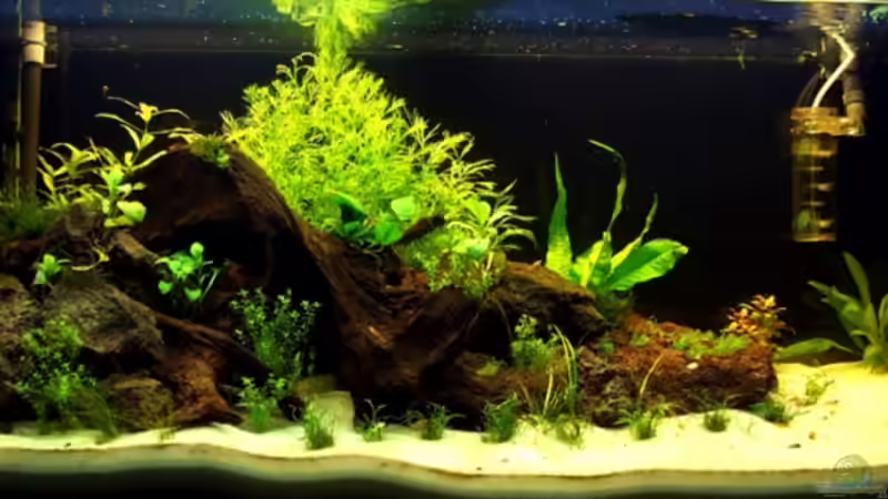 Aquarium Hauptansicht von Becken 5689 Aquarium Hauptansicht von Becken 5689