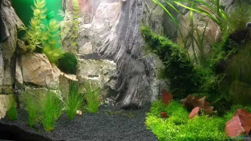 Aquarium Hauptansicht von Becken 5728 Aquarium Hauptansicht von Becken 5728