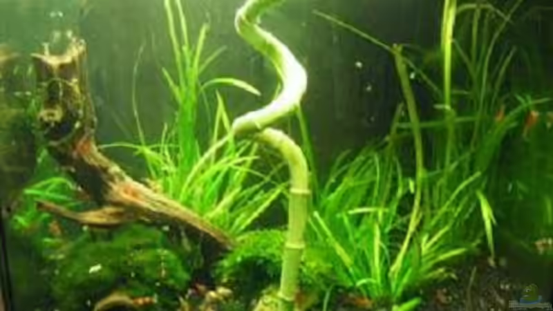 Aquarium Hauptansicht von Becken 5737 Aquarium Hauptansicht von Becken 5737