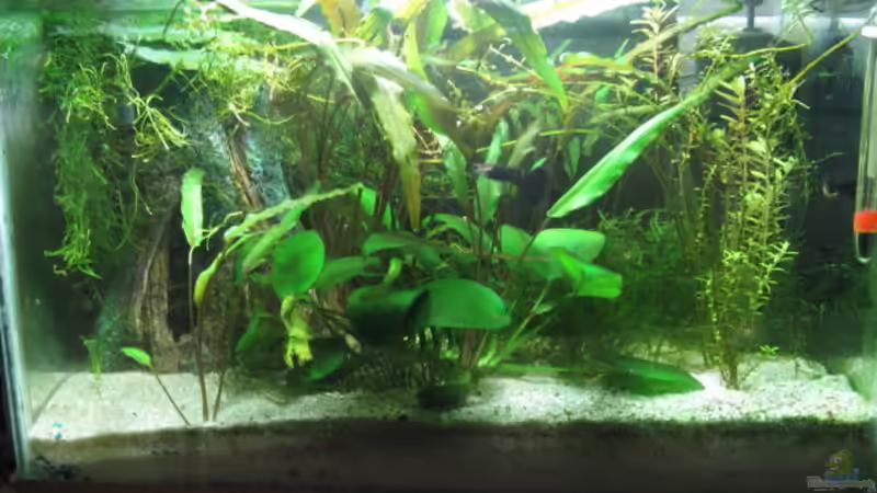 Aquarium Hauptansicht von Becken 5742 Aquarium Hauptansicht von Becken 5742