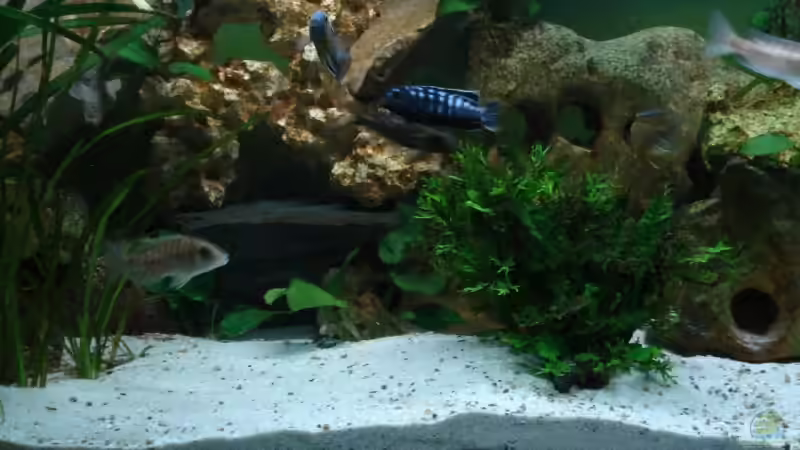 Aquarium Hauptansicht von Becken 5747 Aquarium Hauptansicht von Becken 5747