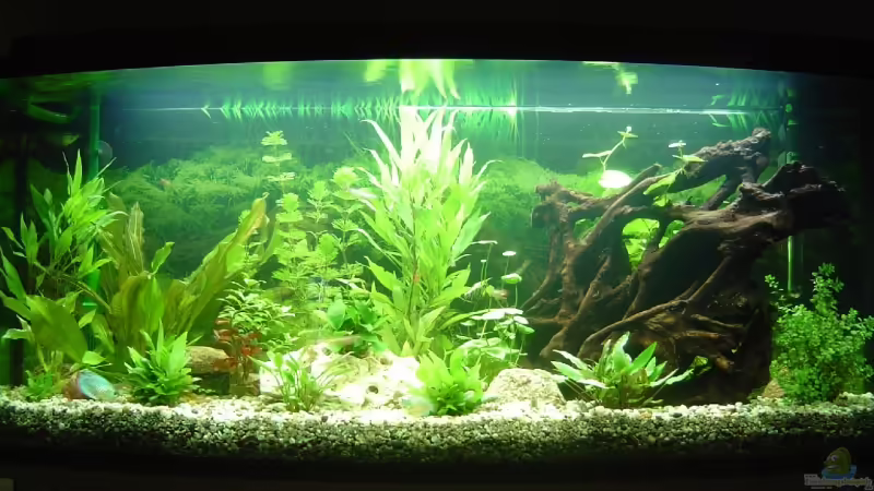 Aquarium Hauptansicht von Becken 5754 Aquarium Hauptansicht von Becken 5754