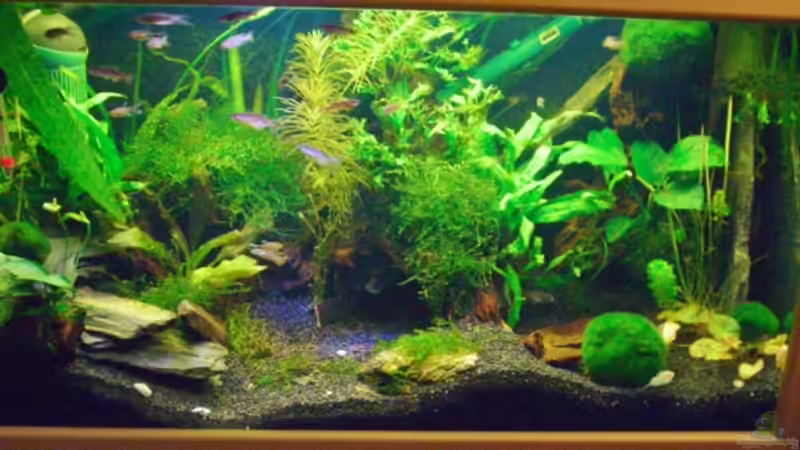 Aquarium Hauptansicht von Becken 5755 Aquarium Hauptansicht von Becken 5755