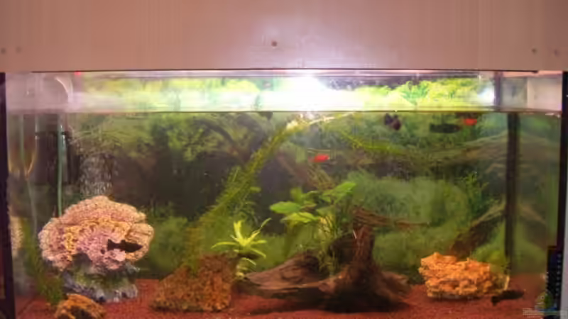 Aquarium Hauptansicht von Becken 5794 Aquarium Hauptansicht von Becken 5794