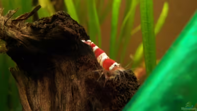 Aquarium Hauptansicht von Becken 5818 Aquarium Hauptansicht von Becken 5818