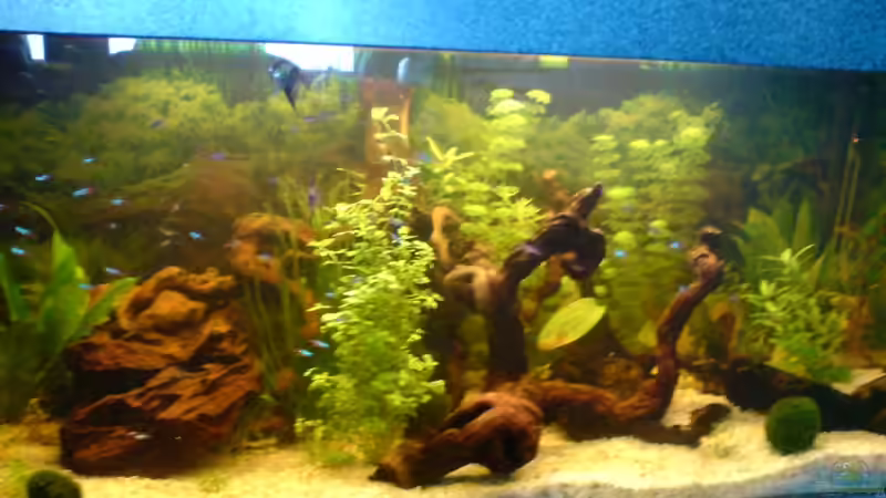 Aquarium Hauptansicht von Becken 5826 Aquarium Hauptansicht von Becken 5826